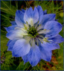 Nigelle ..........Bon mercredi mes ami(e)s❤️