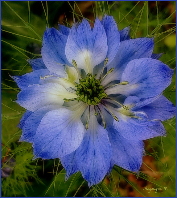 Nigelle ..........Bon mercredi mes ami(e)s❤️ Nigelle ..........Bon mercredi mes ami(e)s❤️