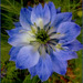 Nigelle ..........Bon mercredi mes ami(e)s❤️