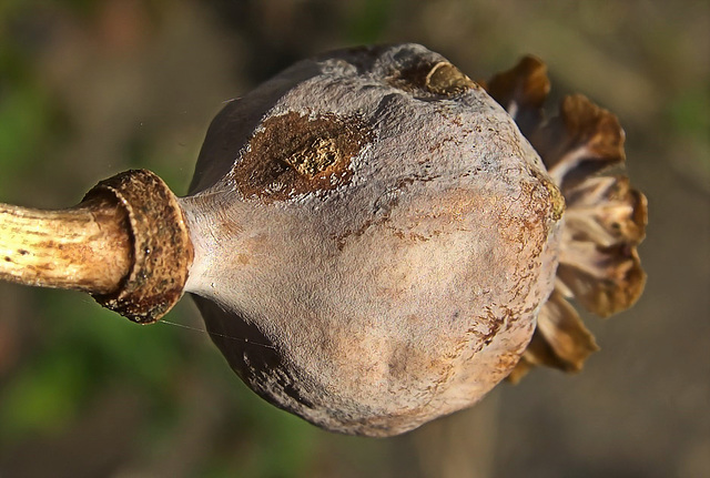 Subtle Hues Of Poppy