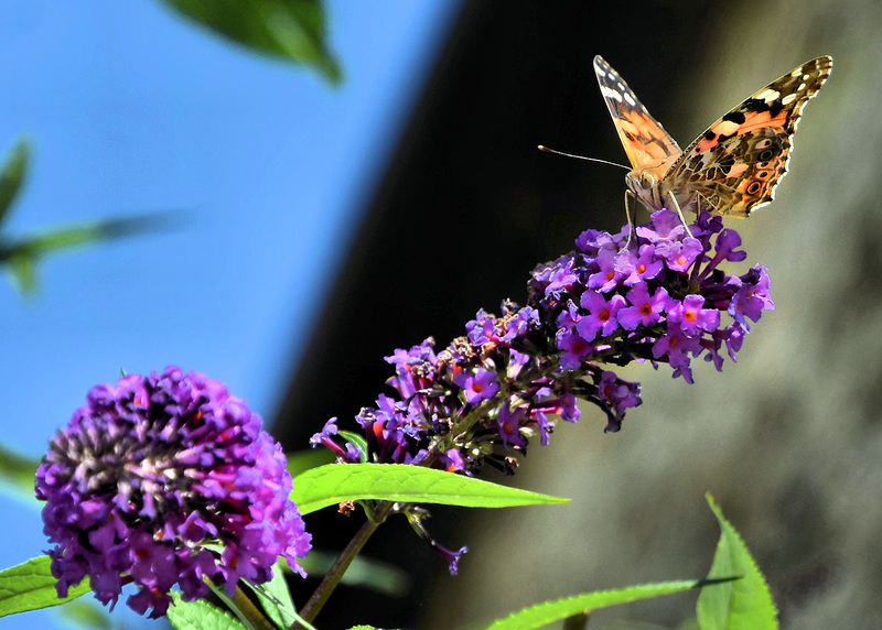 Painted Lady.