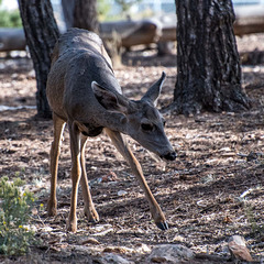 Mule deer4