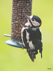 Young woodpecker