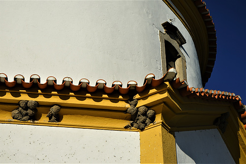 Swallows