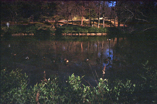 Frozen pond