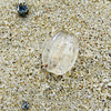 Sea gooseberry