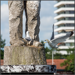 Nestbau mit Hindernissen