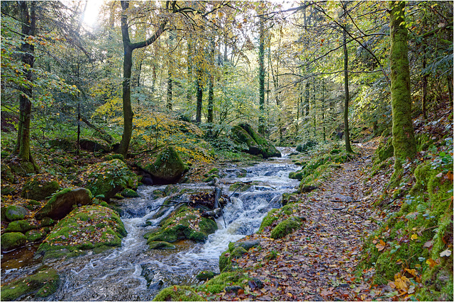 Forest torrent 08