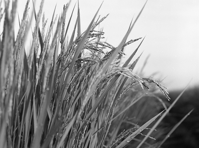 Ears of rice in August