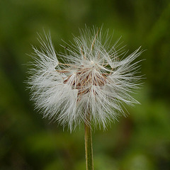 Yellow False Dandelion seedhead