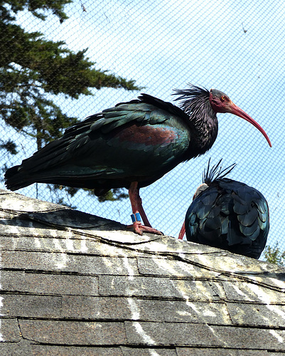 San Francisco Zoo (13) - 19 April 2016