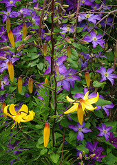 Tiger Lily and Clematis