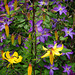 Tiger Lily and Clematis