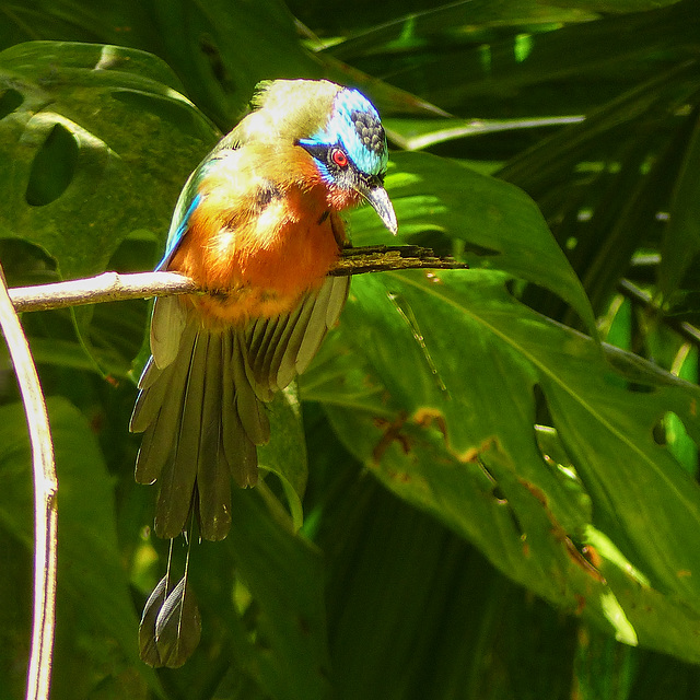 Trinidad Motmot, Main Ridge Forest Reserve, Tobago