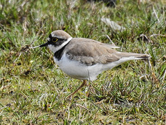 20170406 0138CPw [D~MS] Flußregenpfeifer (Charadrius dubius), Rieselfelder, Münster