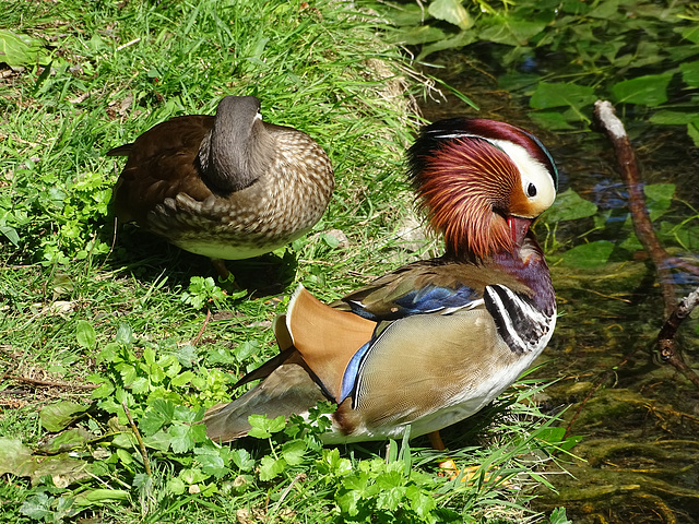 ...toilette matinale...