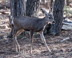 Mule deer5