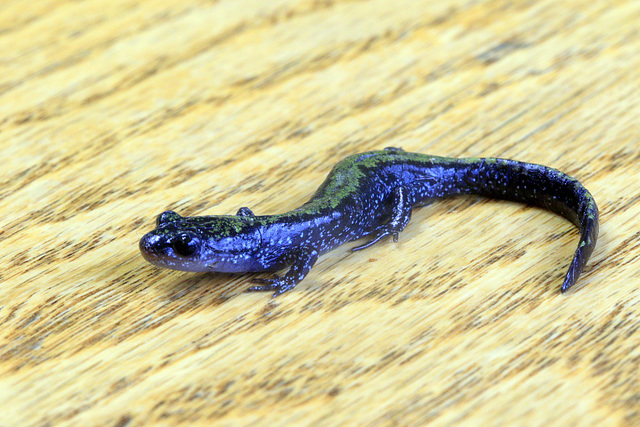 Long-toed Salamander