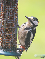 Young woodpecker