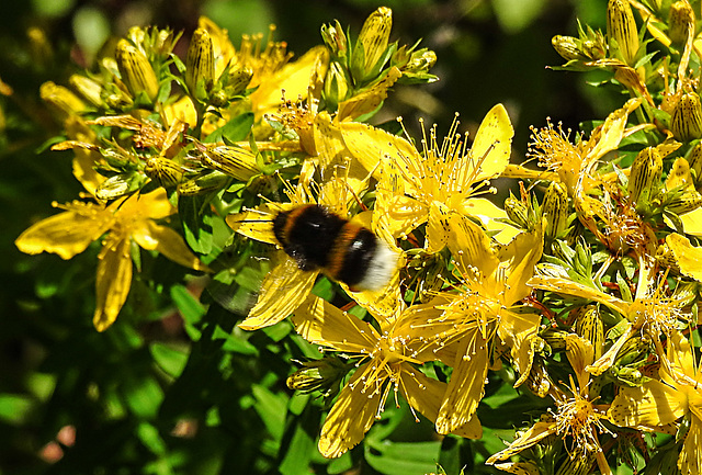 20200623 9027CPw [D~LIP] Erdhummel, Johanniskraut (Hypericum perforatum), Bad Salzuflen