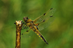 Libellula quadrimaculata