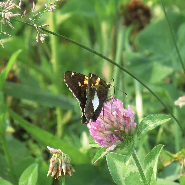 Silver-spotted skipper