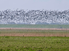 Vogelflug an der Niederelbe