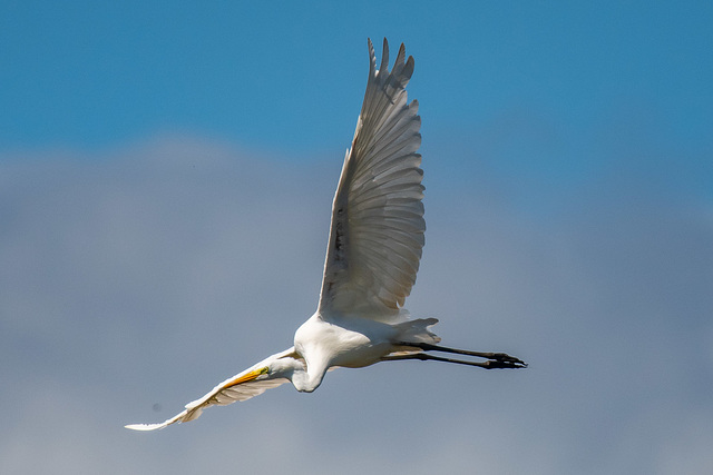 Great white egret