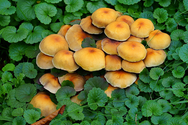 Grünblättriger Schwefelkopf