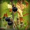 RIBES NIGRUM