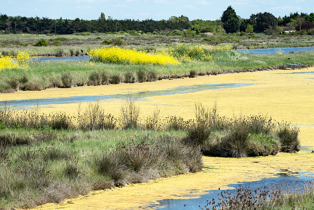 Marais du Douhet - 2016-04-27_D4_DSC6831