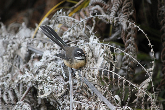 Fantail