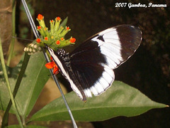 56 Cydno Longwing (Heliconius cydno)