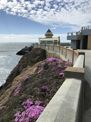 Iceplant (Carpobrotus edulis)