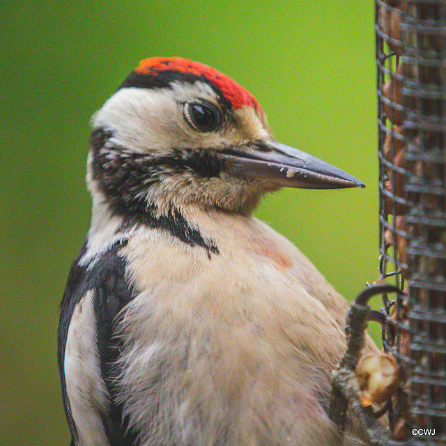 Head studies - Greater Spotted Woodpecker