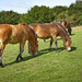 Horses on a hill