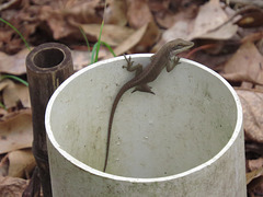 Carolina anole (Anolis carolinensis)