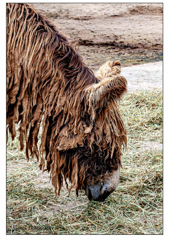 Tierpark