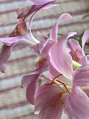 zephyr lilies