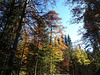 Herbstlicher Wald im Neuenburger Jura