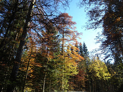 Herbstlicher Wald im Neuenburger Jura