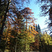 Herbstlicher Wald im Neuenburger Jura