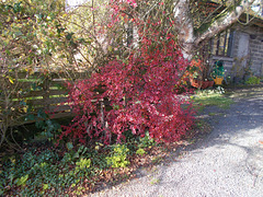 SoA[25] - cotoneaster in autumn plumage