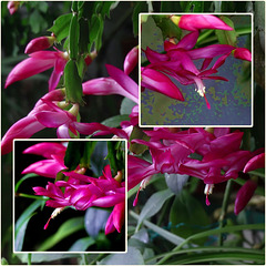 Mes fleurs du moment