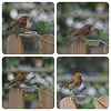 Robin Collage