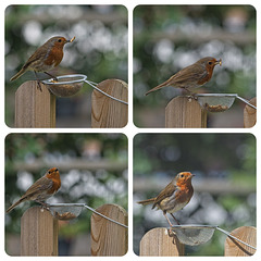 Robin Collage