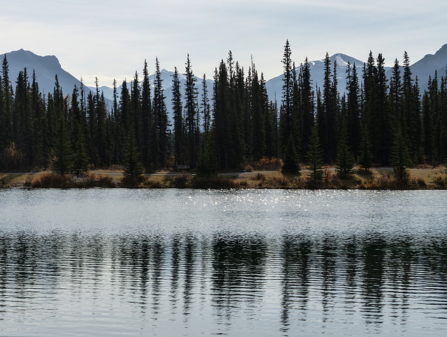 Sparkles on Forgetmenot Pond