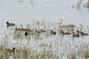 Argentino Lake, Duck Family