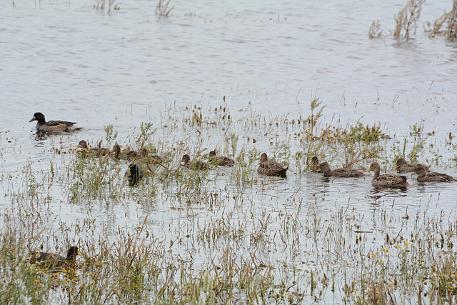 Argentino Lake, Duck Family Argentino Lake, Duck Family
