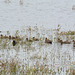 Argentino Lake, Duck Family